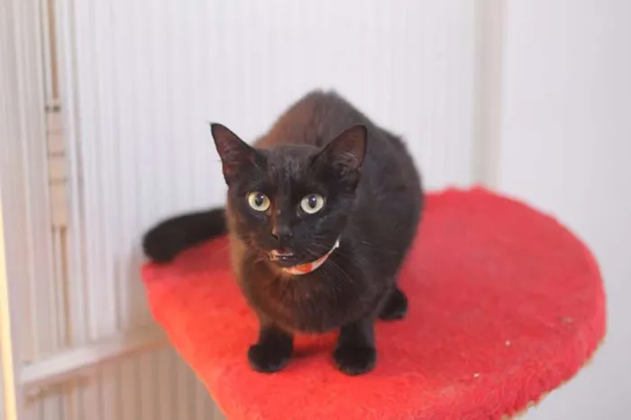 Gato ra a SRD idade 2 anos nome Laureta