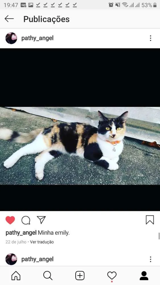 Gato ra a Siemens e tricolor e preto  idade 1 ano nome Mel,Emily e alisson