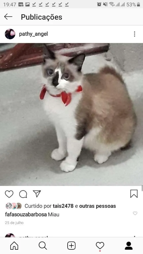 Gato ra a Siemens e tricolor e preto  idade 1 ano nome Mel,Emily e alisson