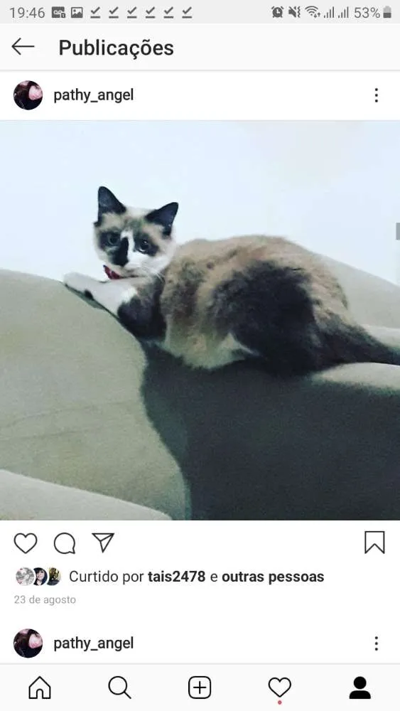 Gato ra a Siemens e tricolor e preto  idade 1 ano nome Mel,Emily e alisson