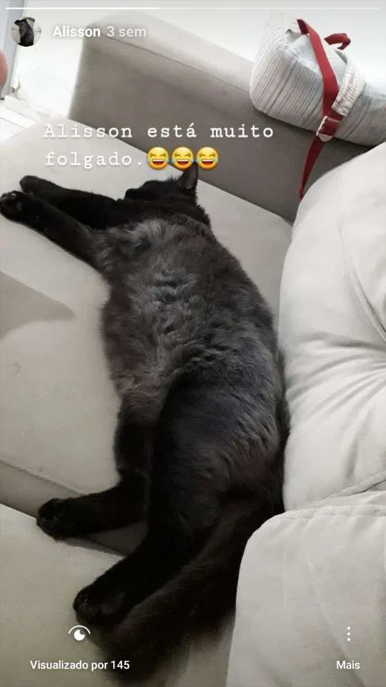 Gato ra a Siemens e tricolor e preto  idade 1 ano nome Mel,Emily e alisson