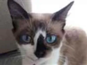 Gato raça Siemens e tricolor e preto  idade 1 ano nome Mel,Emily e alisson