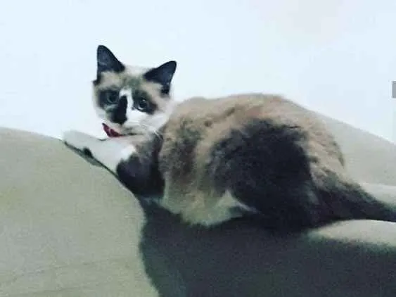Gato ra a Siemens e tricolor e preto  idade 1 ano nome Mel,Emily e alisson