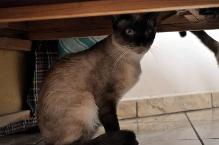 Gato ra a SRD idade 3 anos nome Luigi