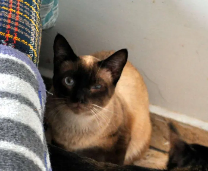 Gato ra a SRD idade 3 anos nome Luigi