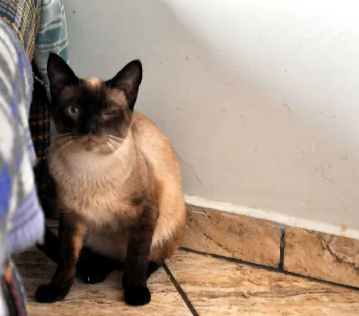 Gato ra a SRD idade 3 anos nome Luigi
