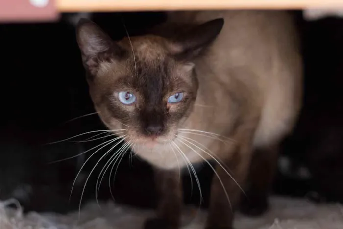 Gato ra a SRD idade 3 anos nome Luigi