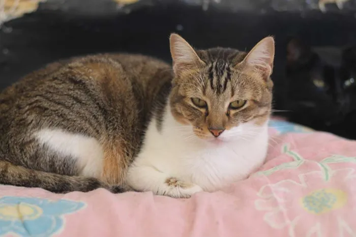 Gato ra a SRD idade 2 anos nome Nicole