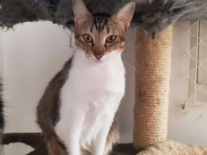 Gato ra a SRD idade 2 anos nome Nicole