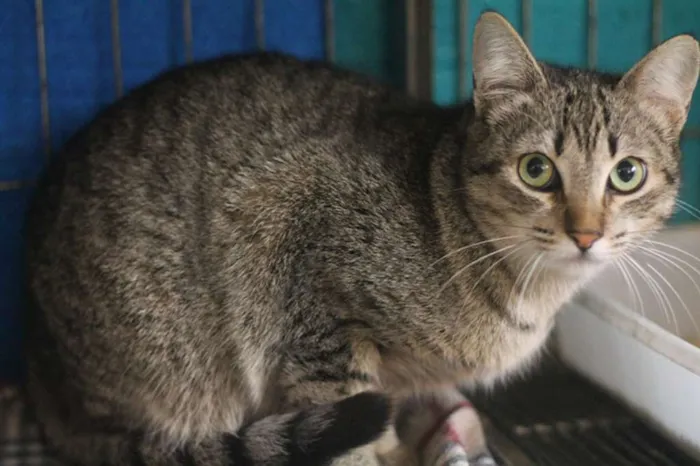 Gato ra a SRD idade 2 anos nome Monique