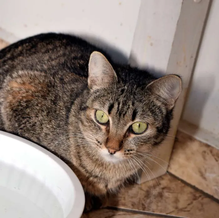 Gato ra a SRD idade 2 anos nome Monique