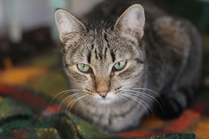 Gato ra a SRD idade 2 anos nome Monique