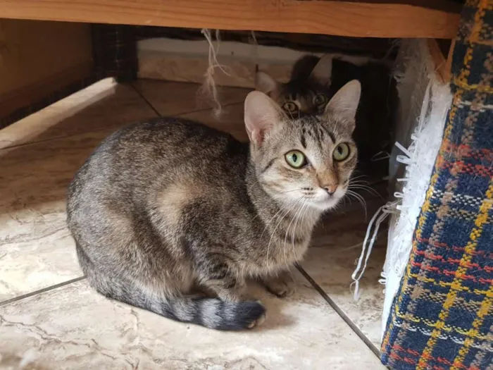 Gato ra a SRD idade 2 anos nome Monique
