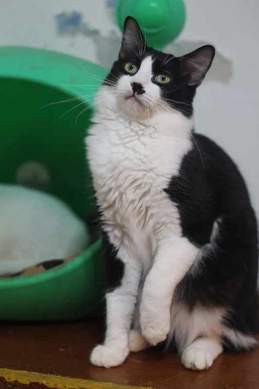Gato ra a SRD idade 7 a 11 meses nome Noah