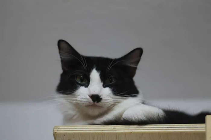 Gato ra a SRD idade 7 a 11 meses nome Noah