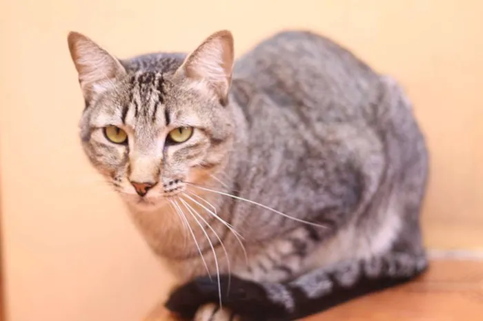 Gato ra a SRD idade 2 anos nome Odin