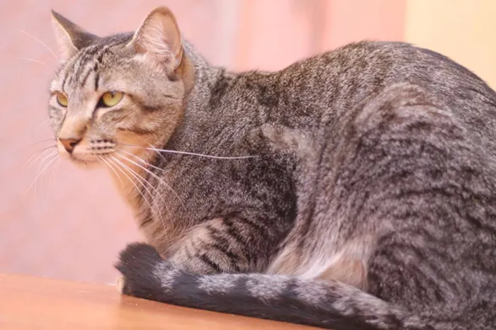 Gato ra a SRD idade 2 anos nome Odin