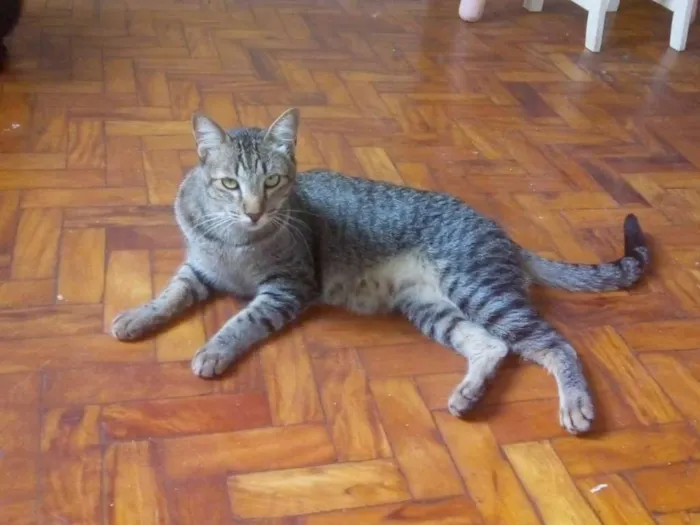 Gato ra a SRD idade 2 anos nome Odin
