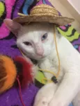 Caco