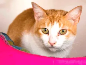 Gato raça SRD idade 1 ano nome Iza