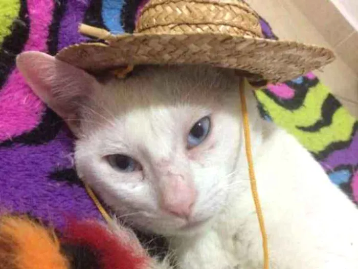 Gato ra a  idade 2 anos nome Caco