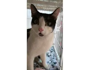 Gato raça SRD idade 1 ano nome Ivan