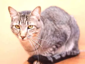 Gato raça SRD idade 2 anos nome Odin