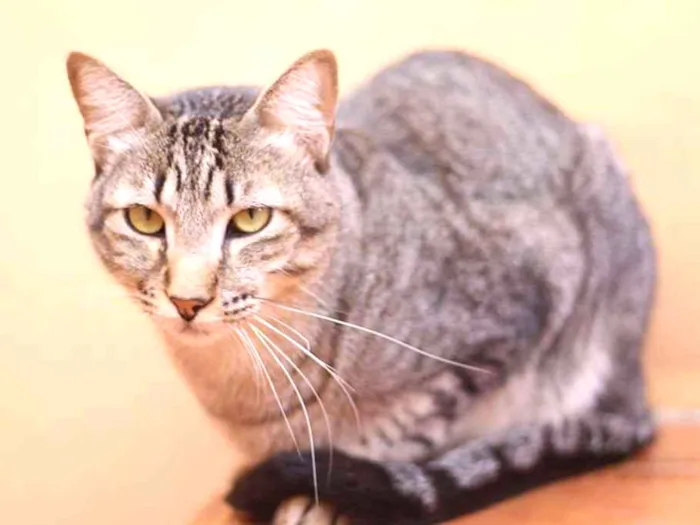 Gato ra a SRD idade 2 anos nome Odin