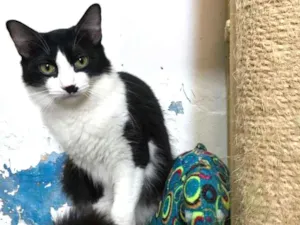 Gato raça SRD idade 7 a 11 meses nome Noah