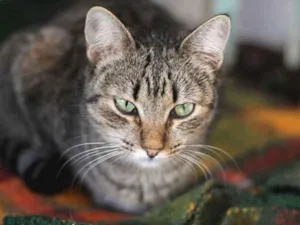 Gato raça SRD idade 2 anos nome Monique