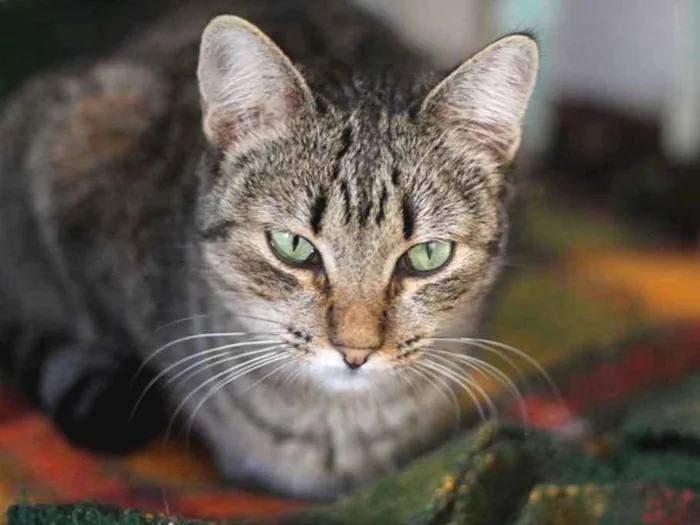 Gato ra a SRD idade 2 anos nome Monique