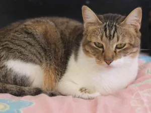Gato raça SRD idade 2 anos nome Nicole