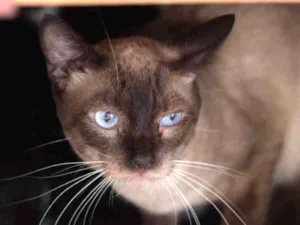 Gato raça SRD idade 3 anos nome Luigi