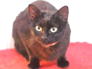 Gato raça SRD idade 2 anos nome Laureta