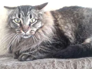 Gato raça SRD idade 2 anos nome Ana Neri