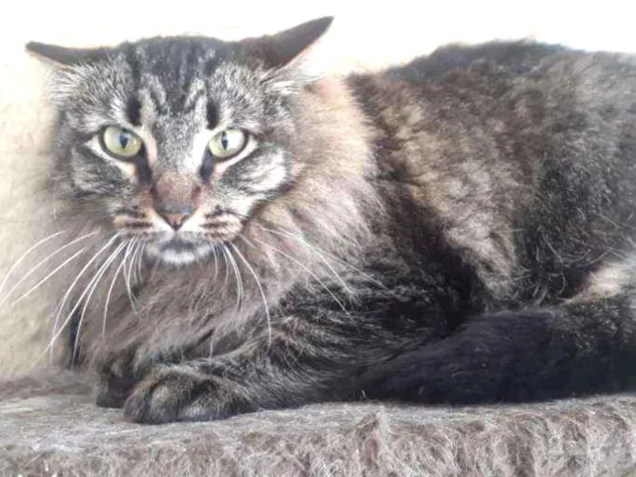 Gato ra a SRD idade 2 anos nome Ana Neri