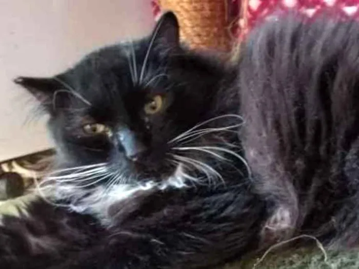 Gato ra a SRD idade 2 anos nome Camarguinho