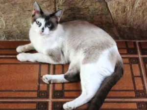 Gato raça SRD idade 1 ano nome Bradley