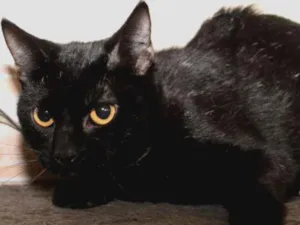 Gato raça SRD idade 7 a 11 meses nome Catarina