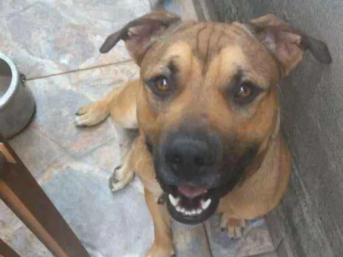 Cachorro ra a pitibull idade 7 a 11 meses nome Zeus