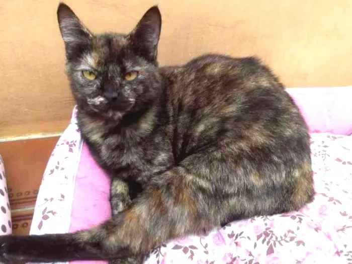 Gato ra a SRD idade 1 ano nome Bernadete