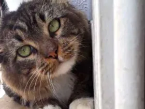 Gato raça SRD idade 2 anos nome Camargo