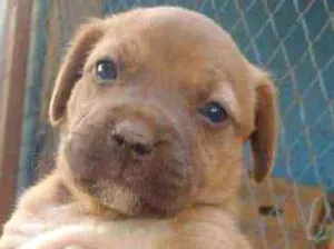 Cachorro raça S raça definida idade 2 a 6 meses nome Filhotes fêmeas s no