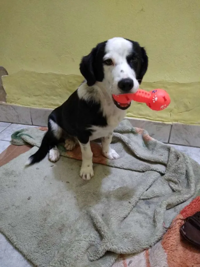 Cachorro raça Não sei informar idade 7 a 11 meses nome Bartolomeu
