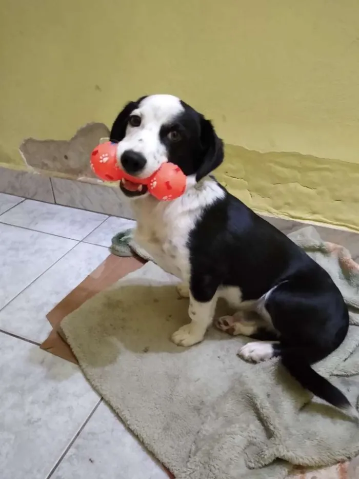 Cachorro raça Não sei informar idade 7 a 11 meses nome Bartolomeu