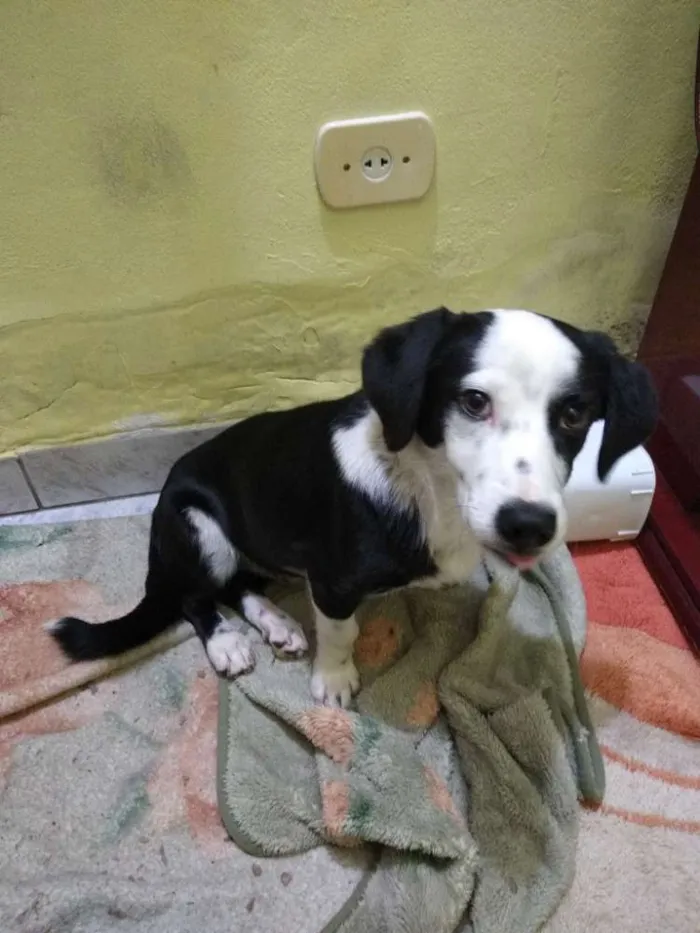 Cachorro raça Não sei informar idade 7 a 11 meses nome Bartolomeu