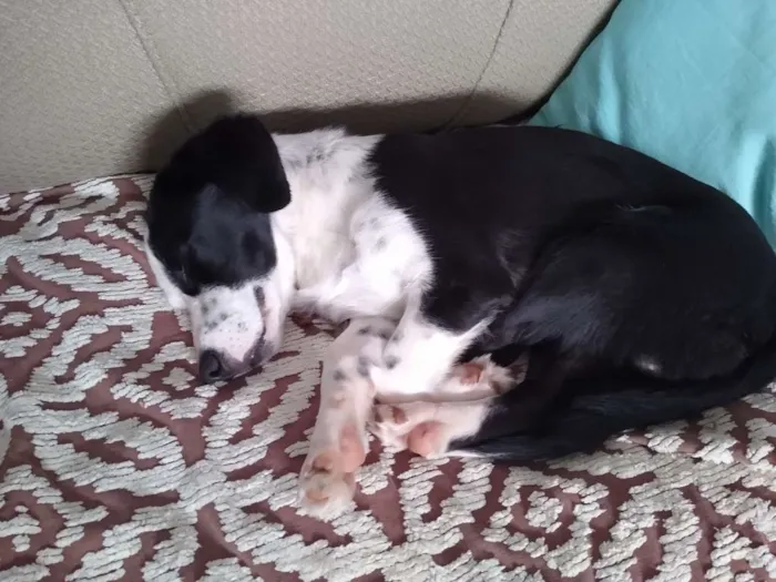 Cachorro raça Não sei informar idade 7 a 11 meses nome Bartolomeu