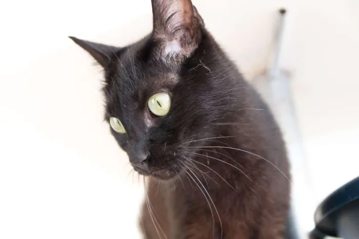 Gato ra a SRD idade 1 ano nome Demolidor
