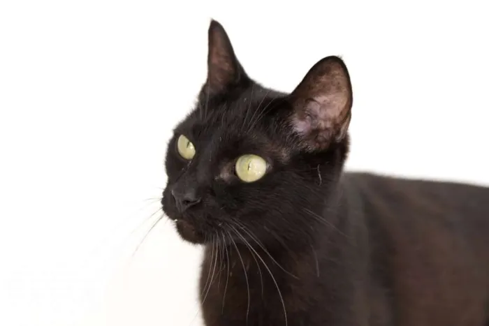 Gato ra a SRD idade 1 ano nome Demolidor