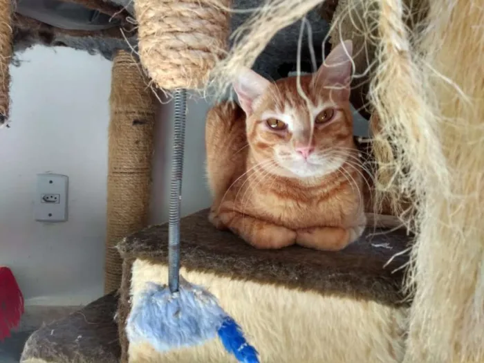 Gato ra a SRD idade 2 anos nome Tony